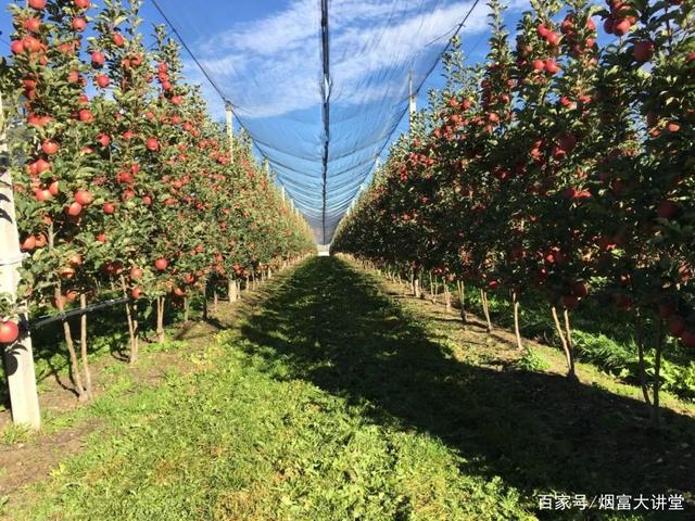 苹果树最新树形，塑造未来果园的革命性变革