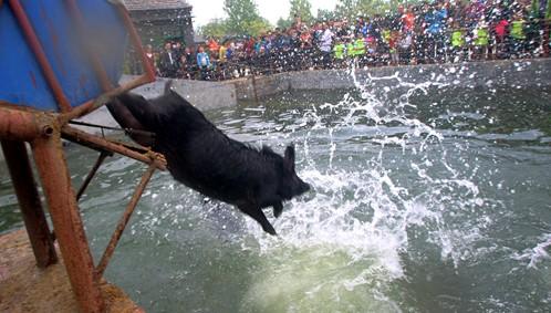 徒河黑猪肉最新价格表及自然美景旅行探索