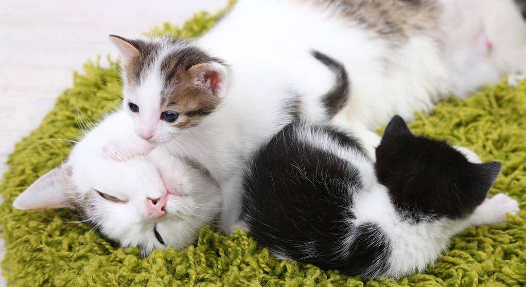 猫咪官网最新版本发布，猫趣日常与暖心友情的温馨集结